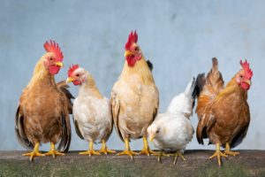 なぜ鳥インフルエンザで鶏を殺処分しなければならないの？